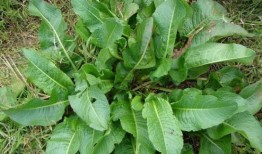 野菜生活爆料视频大全集,视频大全集带你领略自然之美